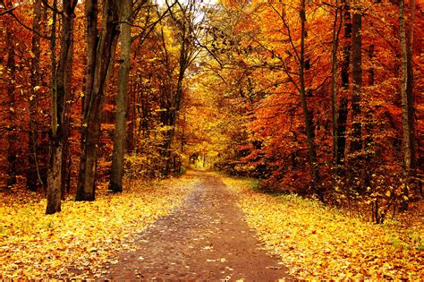 fondos de otoño